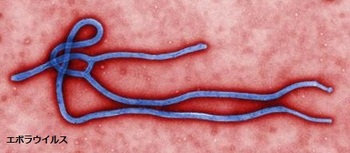 エボラウイルス.jpg
